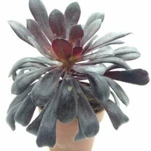 Aeonium Arboreum Zwartkop 'Black Rose'