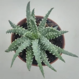 Aloe Humilis