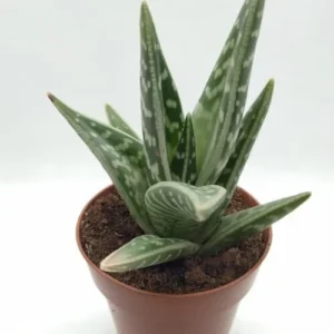 Aloe Variegata