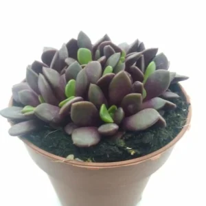 Anacampseros Rufescens 'Red Passion'