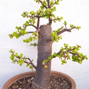 Bonsai Árbol de Jade 10-15 años