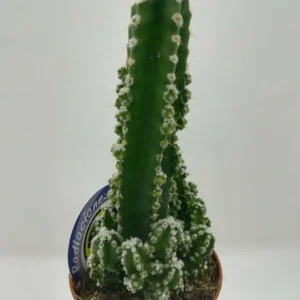 Cereus Peruvianus "Cactus anti radiaciones"