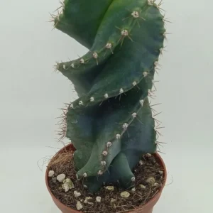 Cereus forbesii cv Spiralis Cactus espiral