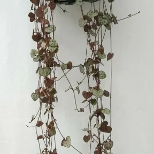 Ceropegia Woodii o Collar de Corazones