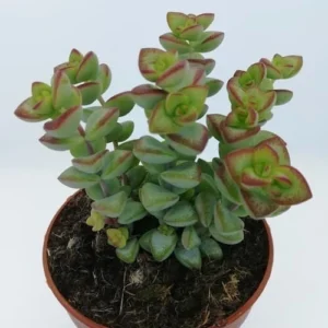 Crassula Perforata