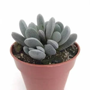 Crassula Tecta