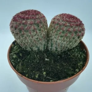 Echinocereus Rigidissimus Rubispinus
