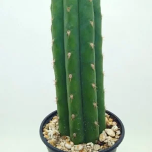 Echinopsis Pachanoi Cactus San Pedro