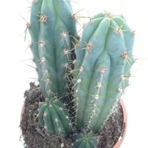 Echinopsis Peruviana