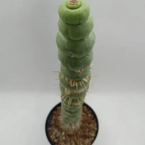 Eulychnia Castanea Spiralis