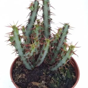 Euphorbia Aeruginosa