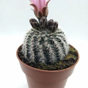 Gymnocalycium Bruchii