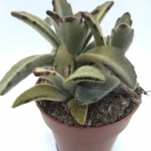 Kalanchoe Tomentosa Chocolate Solder