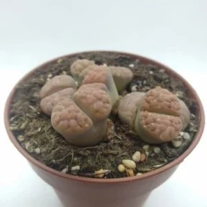 Lithops Piedras Vivas