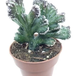 Monvillea Spegazzinii Cristata