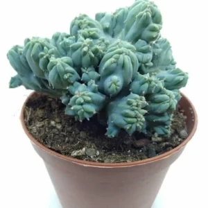 Myrtillocactus Geometrizans Cristata