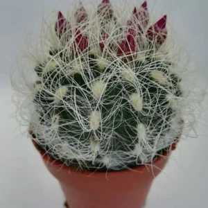Neoporteria Gerocephala