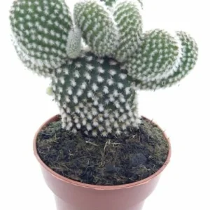 Opuntia Microdasys Albispina