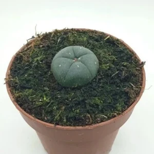 Peyote "lophophora williamsii"