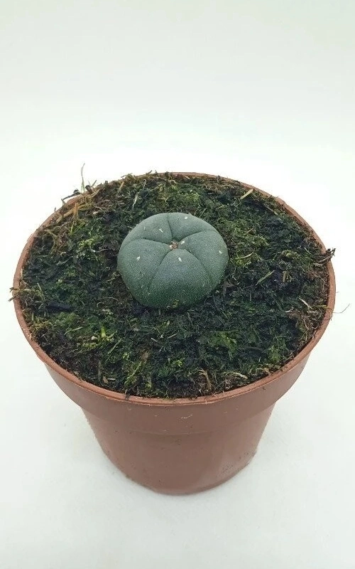 Peyote "lophophora williamsii"