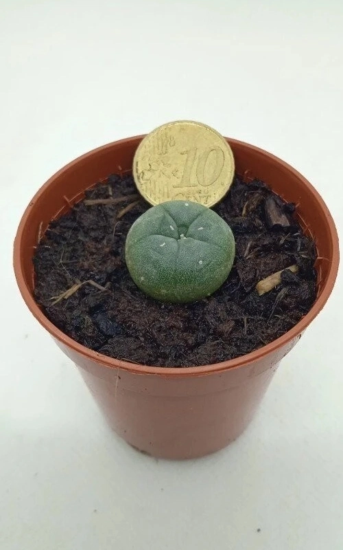 Peyote "lophophora williamsii" - Imagen 2