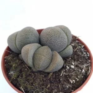 Pleiospilos Nelii