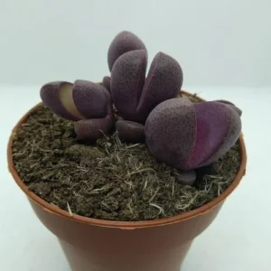 Pleiospilos Nelii "Royal Flush"
