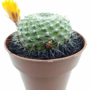 Rebutia