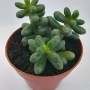 Sedum Hernandezii