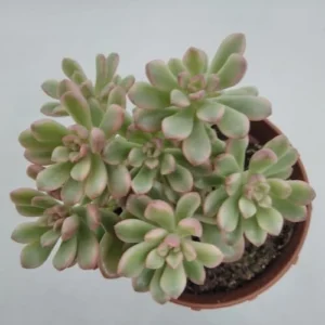 Sedum Joyce Tulloch