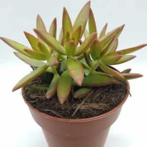 Sedum Nussbaumerianum