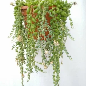 Senecio Herreianus
