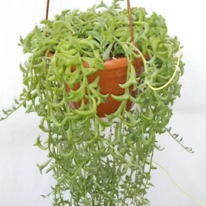 Senecio Peregrinus "Senecio Delfín"