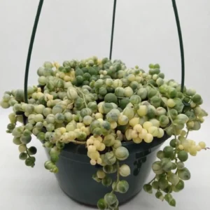Senecio Rowleyanus Variegata