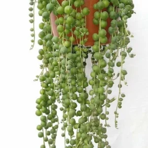 Senecio Rowleyanus "Planta Rosario"