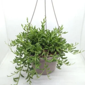 Senecio banana