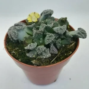 Titanopsis Calcarea