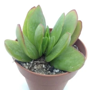 Crassula borracha