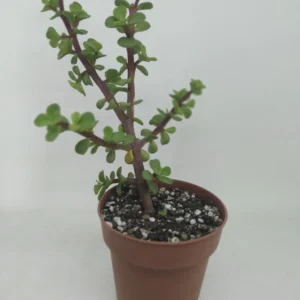 Portulacaria Afra Árbol de la abundancia, Arbol de Jade